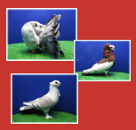 Pigeon Breeds