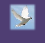 White Dove Releases