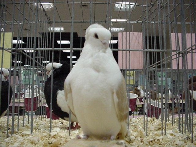 mvc122f.jpg