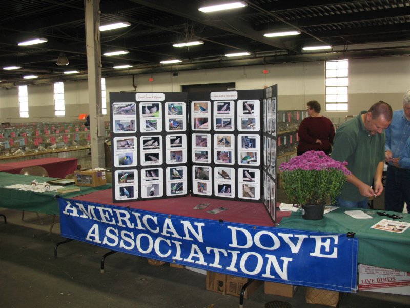 americandoveassociationdisplay2.jpg