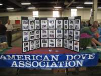 americandoveassociationdisplay_small.jpg