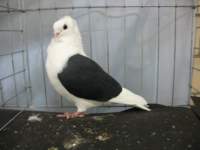 champoldgermanowl_small.jpg