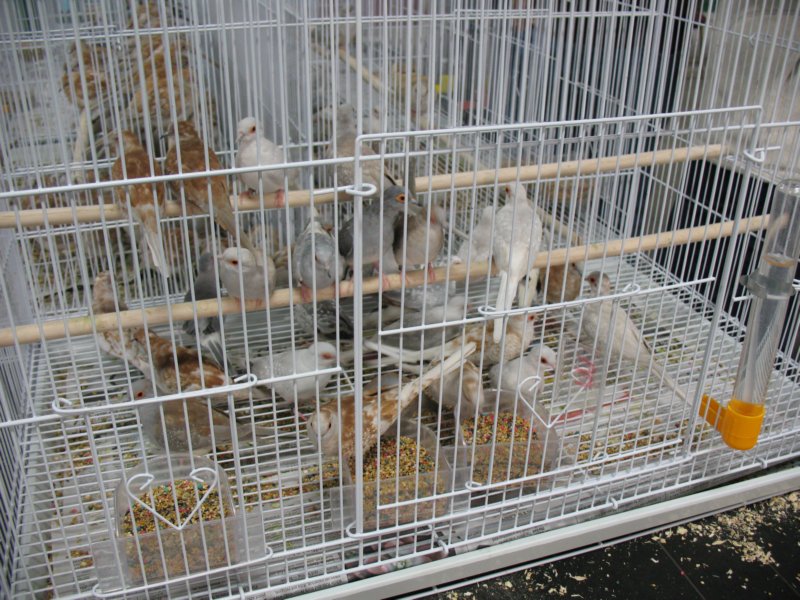 dovearea2.jpg