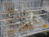 dovearea2_small.jpg