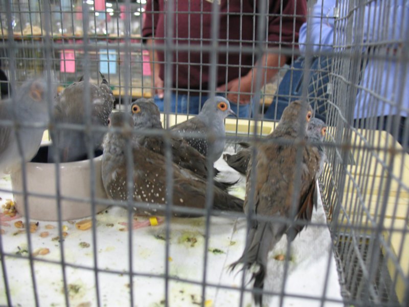 doves.jpg