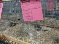 doves2_small.jpg