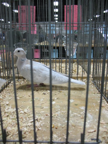 doves3.jpg