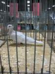 doves3_small.jpg
