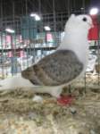 oldgermanowlarea4_small.jpg