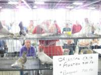 orientalfrillauctionareafriday4pmauction6_small.jpg