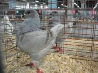 img_1436_small.jpg