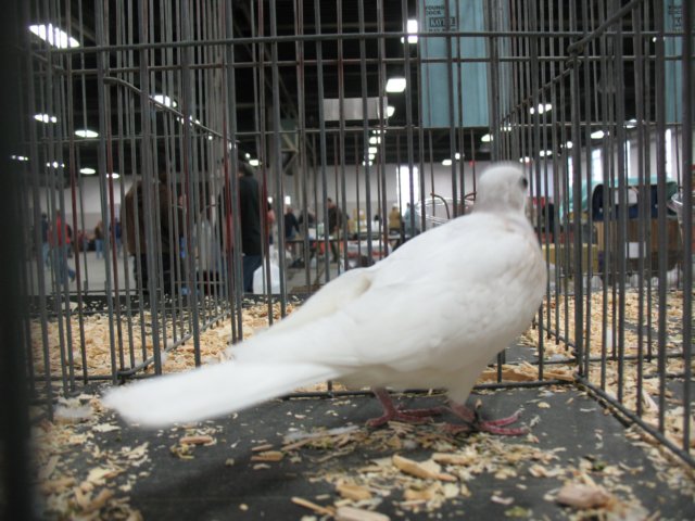 img_1445.jpg