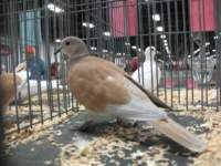img_1447_small.jpg