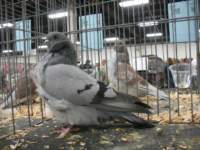 img_1462_small.jpg