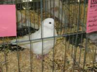 img_1463_small.jpg