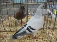 img_1517_small.jpg