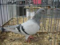 img_1519_small.jpg