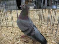 img_1520_small.jpg