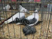 img_1521_small.jpg